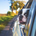 Pet Care Cost-Cutting Guidelines You Should Know About