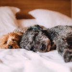 Dog Health: A Quick Guide on Maintaining Your Pet’s Health