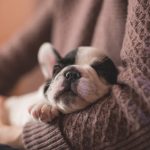 An Owner’s Duties and Responsibilities in Pet Care