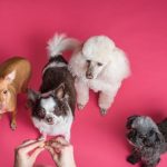Pet Ownership: Tips to Maintain Your Dog’s Health and Avoid Diseases