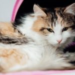 Animal Care: What You Must Know About Pet Wellness Exams