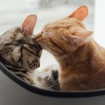 5 Useful Tips for Dog Socialization