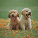 Effective Ways to Protect Your Pet From Parvovirus