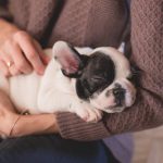 How to Choose the Right Vet Wellness Plan for Your Pet