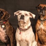 When Should You Start Proper Care for Your New Puppy or Kitten? A Timeline for Raising Healthy Pets