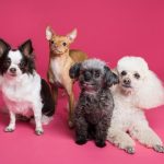 Common Misconceptions About Dog Skin and Coat Health