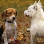 Understanding Pet Vaccines and Deworming: A Comprehensive FAQ Guide for Responsible Pet Owners