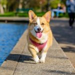 Orthopedic Surgeries for Pets: When and Why Your Furry Family Member Might Need Them