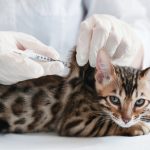 How Do Vaccines and Parasite Prevention Contribute to Pet Wellness?