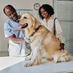Why Do Vets Use Lab Tests Before Laser Therapy?