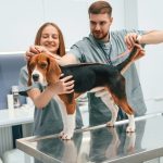 When Should I Take My Dog to a Vet Lab for Tests?
