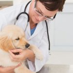 What Grooming Does My Pet Need Pre-Surgery?