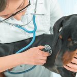 What Are the Signs You Need a Veterinary Diagnostic Lab?