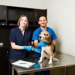 What Should I Keep in a Pet First Aid Kit?