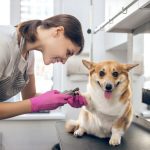 Why Do Pets Need Pre-Surgery Diagnostic Imaging?