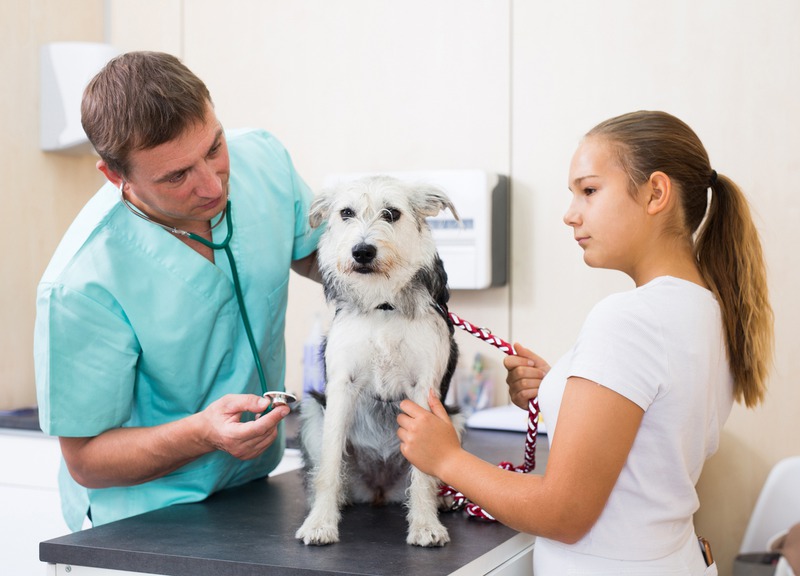 Why Do Pets Need PreSurgery Diagnostic Imaging? Seattle Comment
