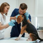 When Is It Too Late to Spay and Neuter Your Pet?