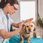 When Should My Pet Start Cancer Screening?