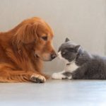 Can Senior Pets Undergo Surgery Safely?