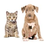 What Are Common Surgical Procedures in Vet Clinics?