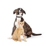 What Are the Benefits of Specialized Care for Older Pets?