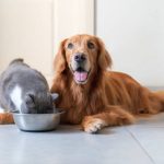 Why Is Dental Health Important for My Pet?