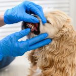 What Is the Cost of Comprehensive Veterinary Services?