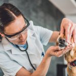 What Should You Expect During a Visit to an Animal Hospital?