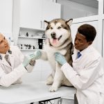 Why Is Pre-Lab Protocol Crucial Before Radio Iodine Therapy for Pets?