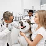 What Pre-Competition Vet Checks Ensure Peak Pet Performance?