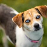 What are the Signs That My Pet Needs Surgery?