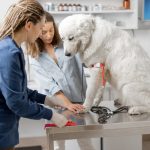What Should You Do First in a Pet Emergency Situation?